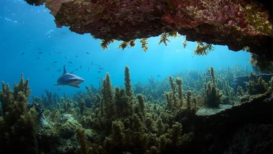 The underwater marine ecosystem off Rapa, one of the Austral Islands.