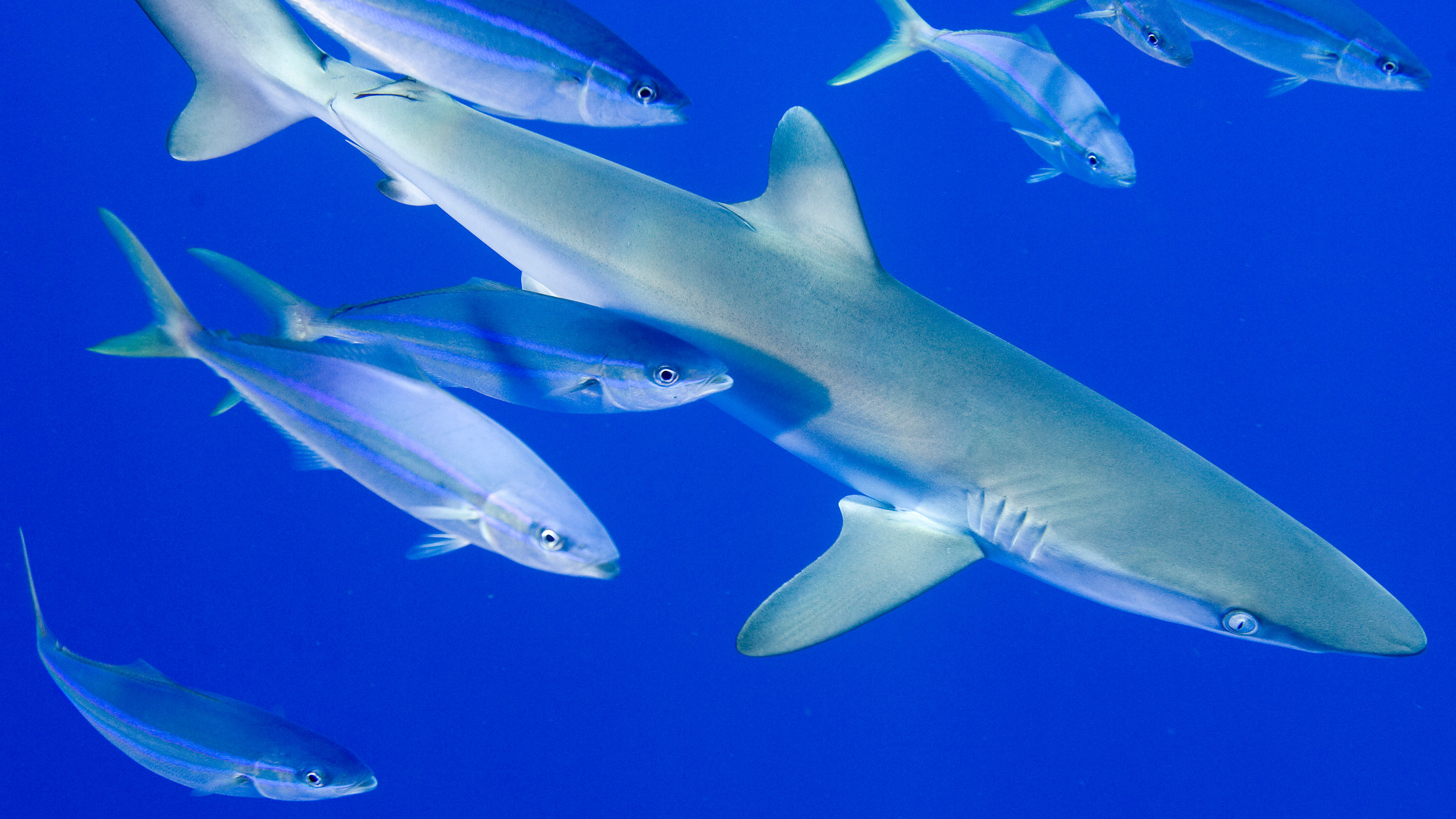 Silky Shark