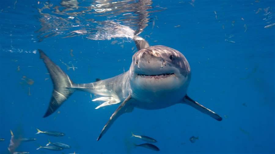 Great White