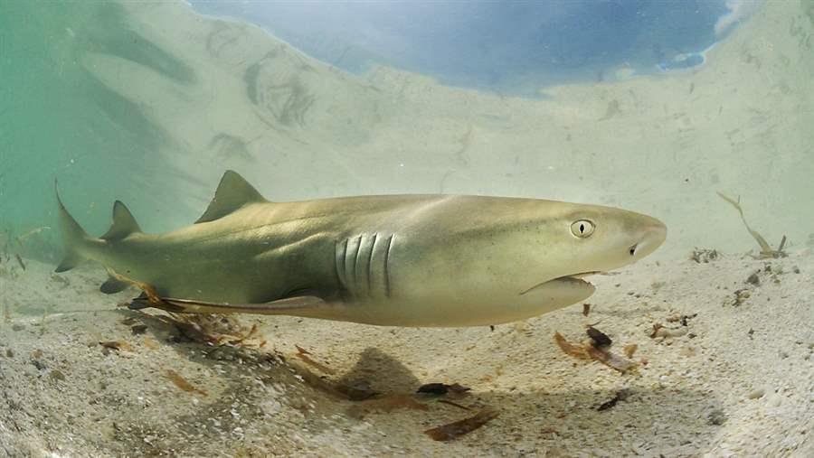 Shark Facts