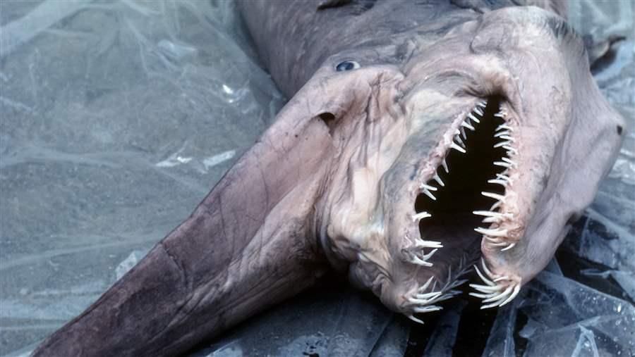 Goblin shark