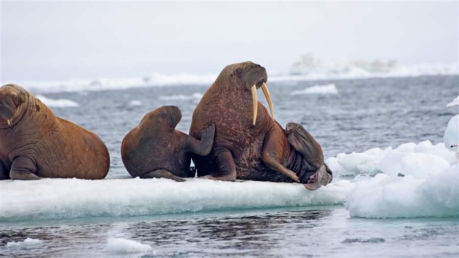 Walruses