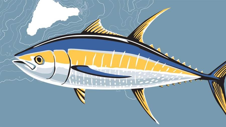 Vaaka Fish Vaikava Rapa Nui | The Pew Charitable Trusts