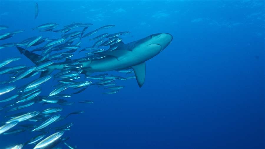 GOLK_galapagos_shark_kermadec_raw_RM