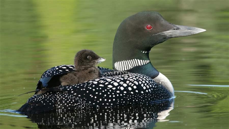 Common Loon