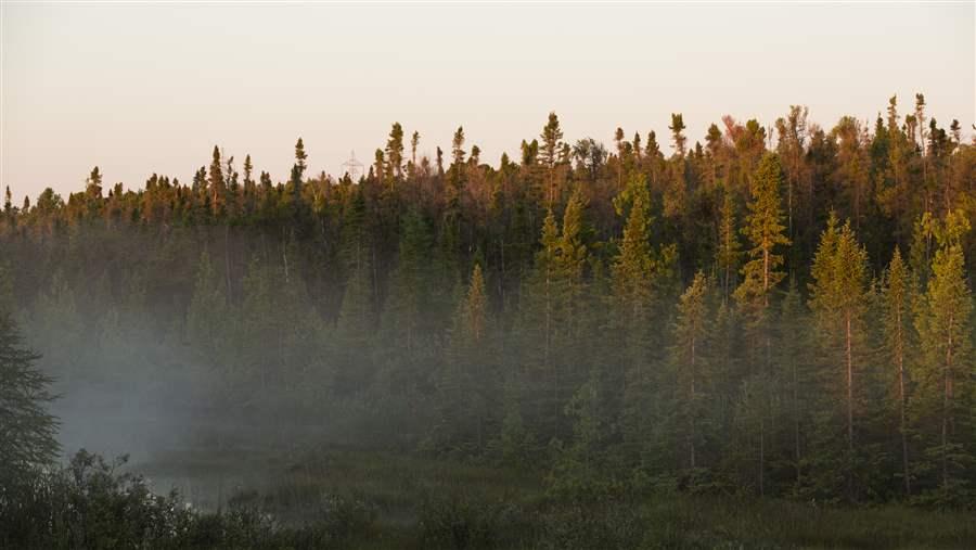 boreal forest