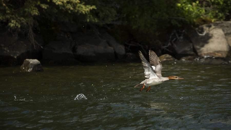 common merganser at first cranberry lake in the boreal forest of Manitoba