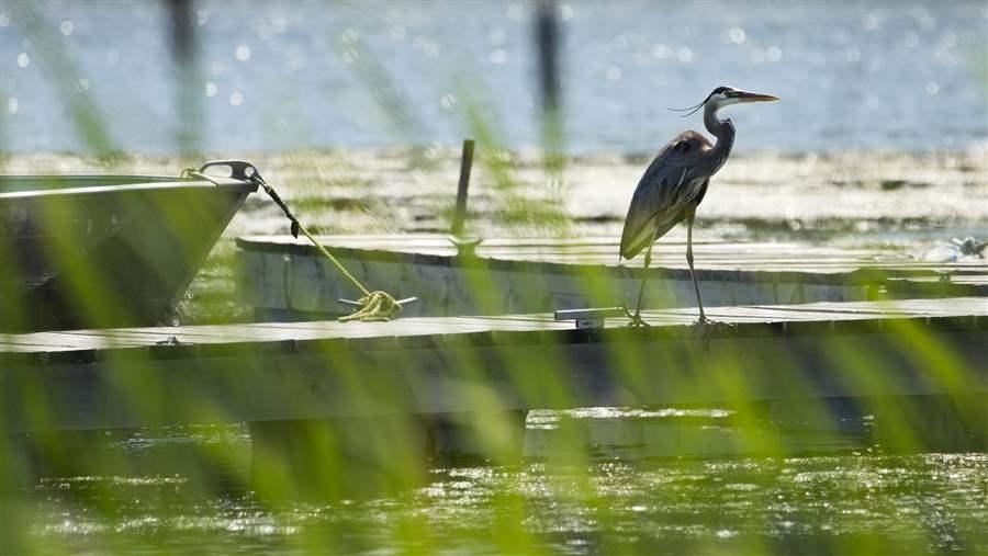 great blue heron at cranberry portage, manitoba