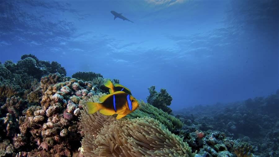 Protecting 30 Percent of the Ocean Brings Multiple Benefits