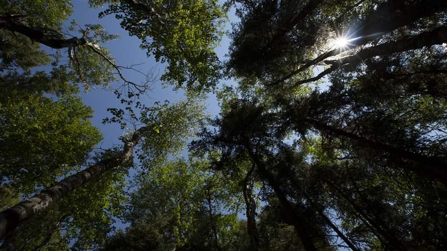 Boreal birch trees