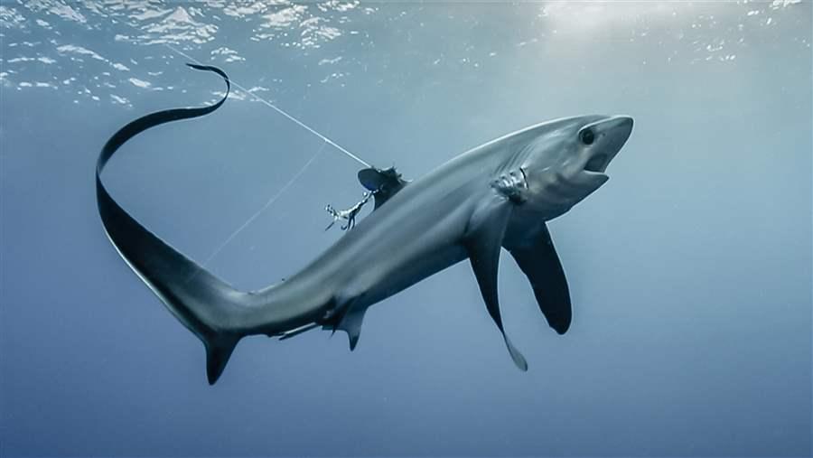 thresher