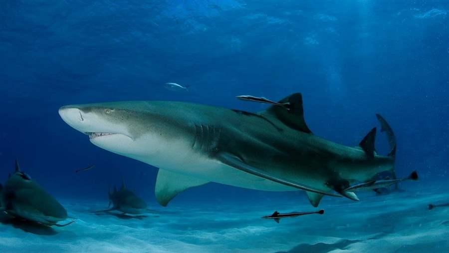 Lemon shark