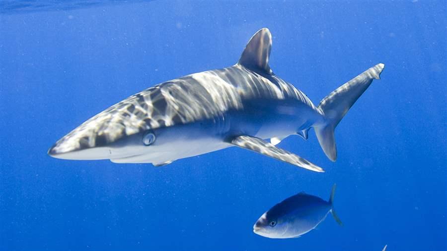 Silky shark