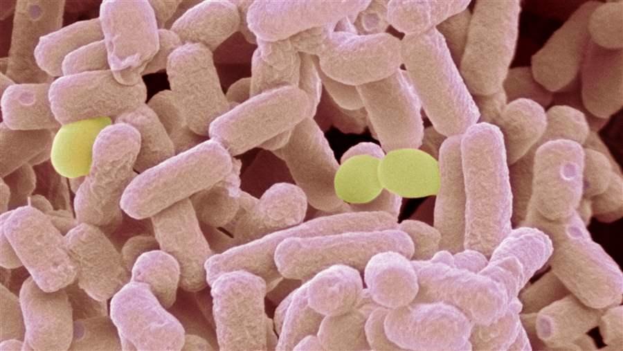 E. Coli bacteria