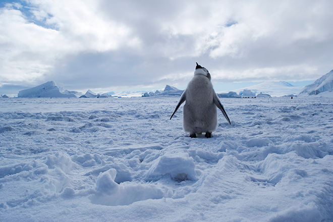 Emperor penguin chick