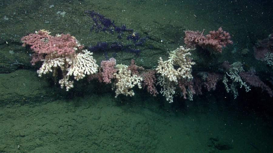 Coral forest