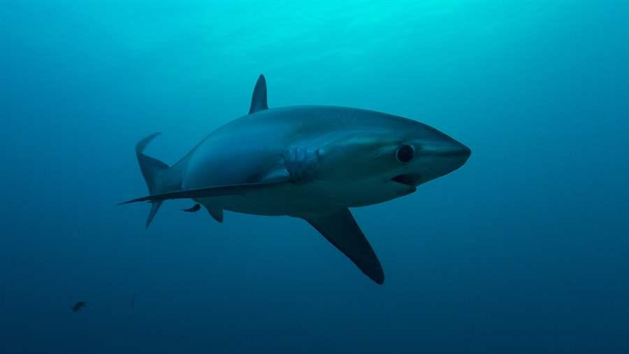 Shark