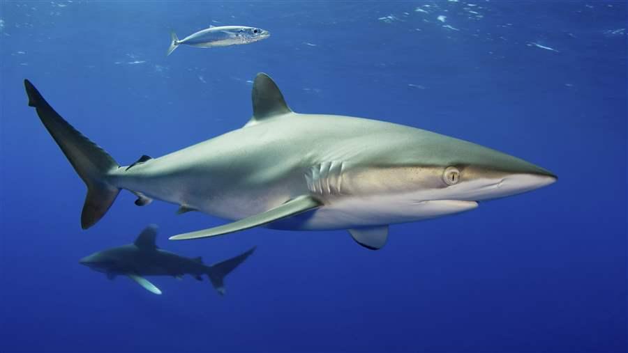 Shark