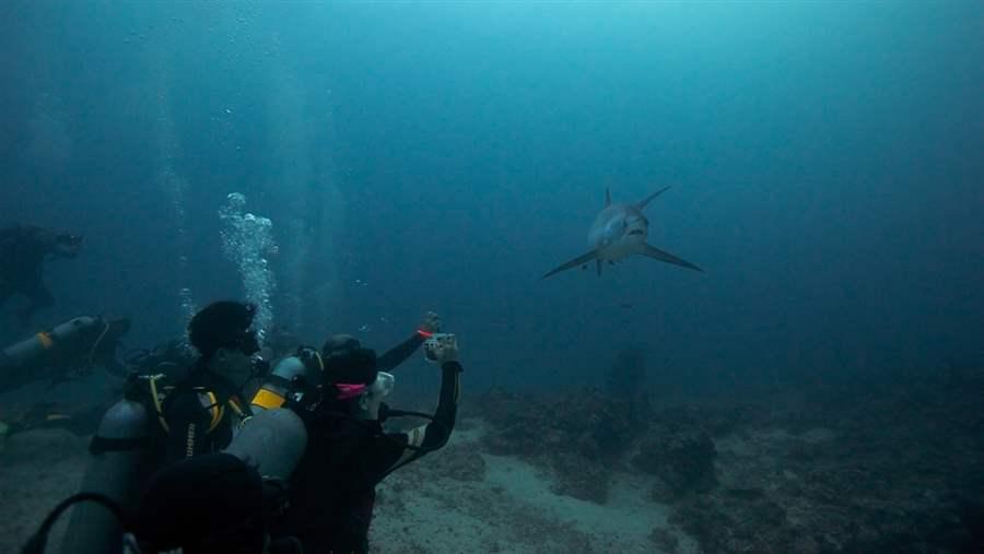 Thresher shark