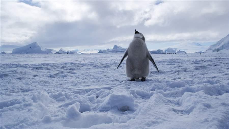Ross Sea Marine Protected Area