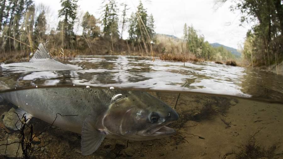 Steelhead trout