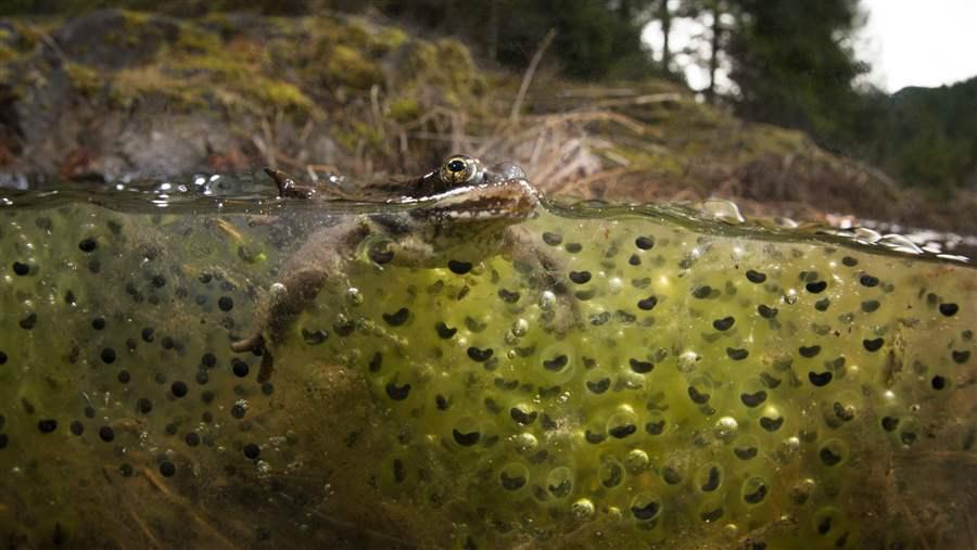 Northern red-legged frog and spawn