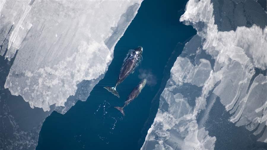 Arctic safeguards