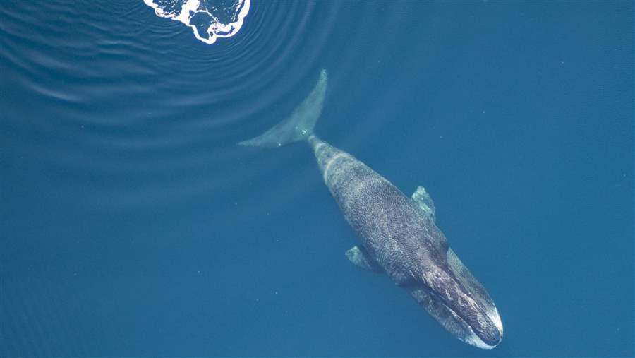 Bowhead Whale