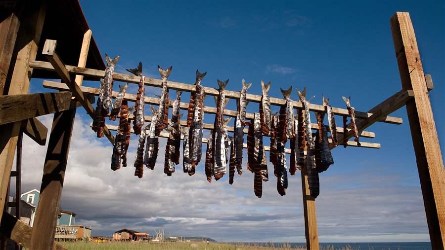 Salmon drying