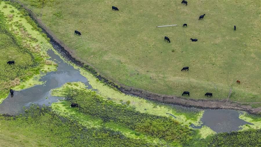 Antibiotics and animal agriculture