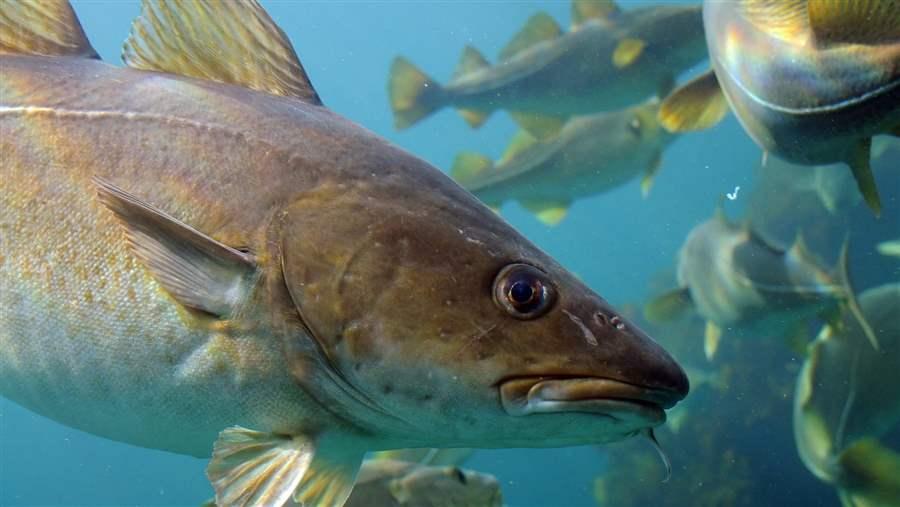 Atlantic Cod
