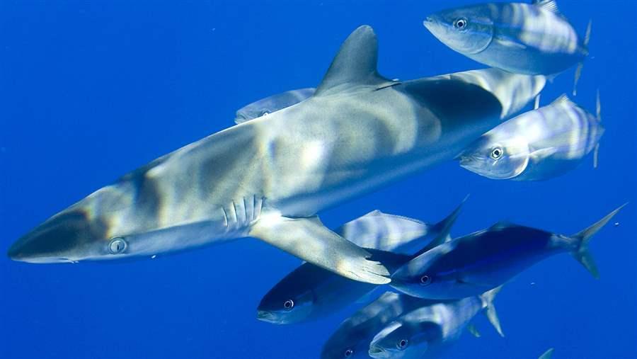 Silky Shark