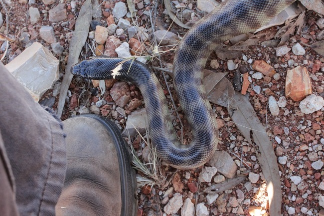 Boodjamulla National Park