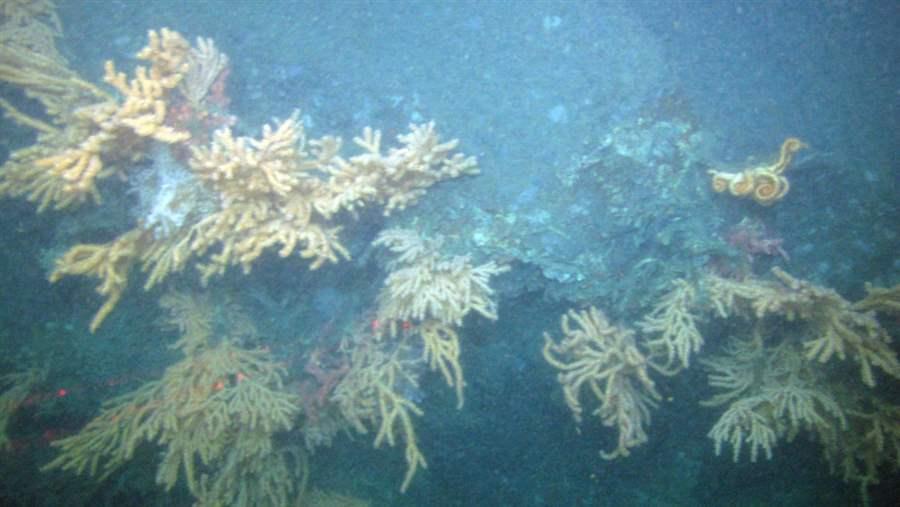 Deep-Sea Corals