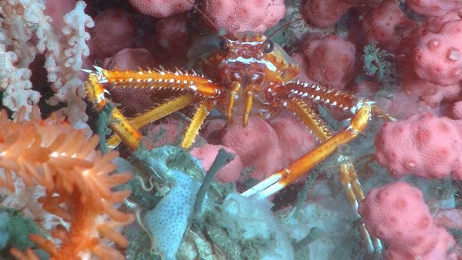 Deep-Sea Corals