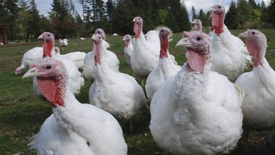 Antibiotic use in animals