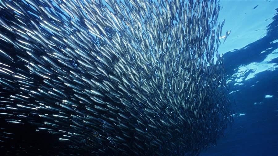 Protecting Northern Anchovy