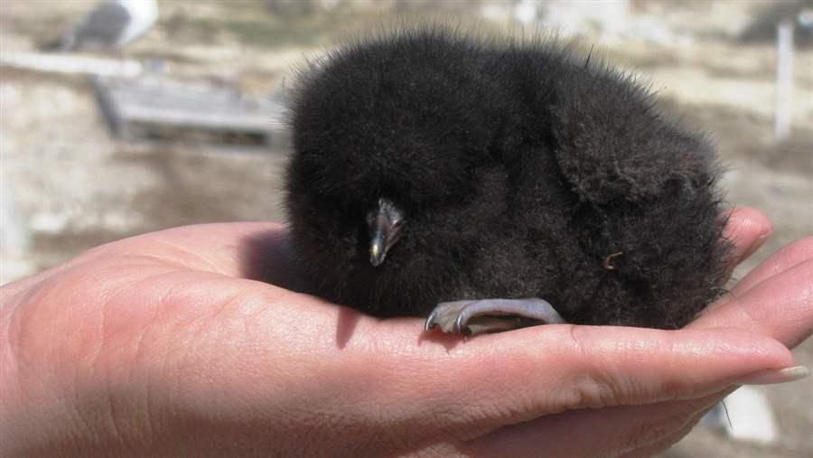 Protecting Northern Anchovy