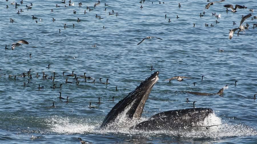 Protecting Northern Anchovy