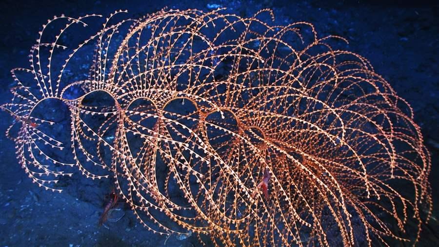 Deep-sea corals