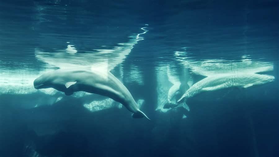 Beluga whales