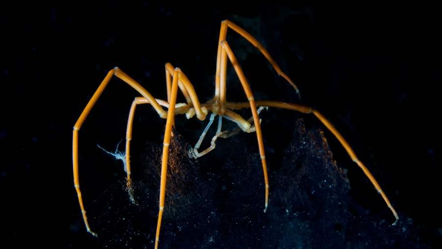 Giant sea spider