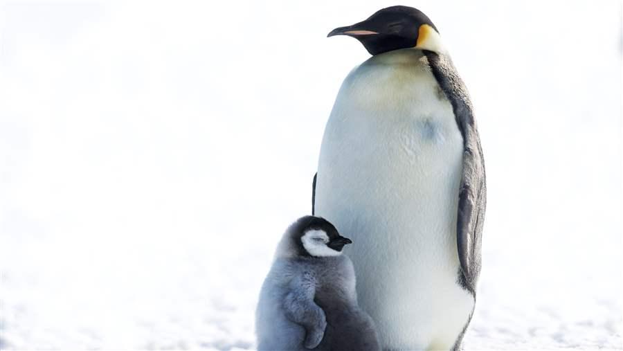 Penguins