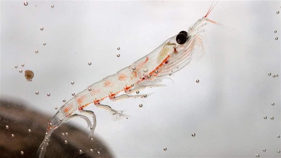 Antarctic Krill