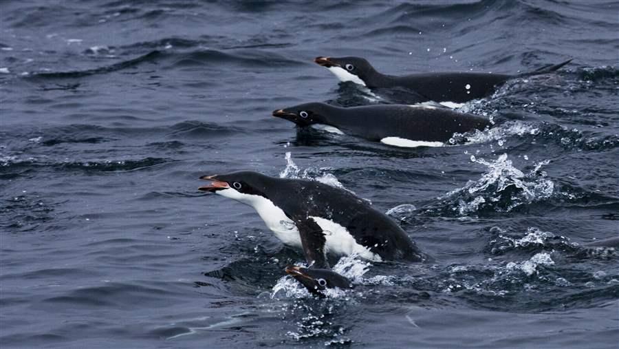 Penguins swimming