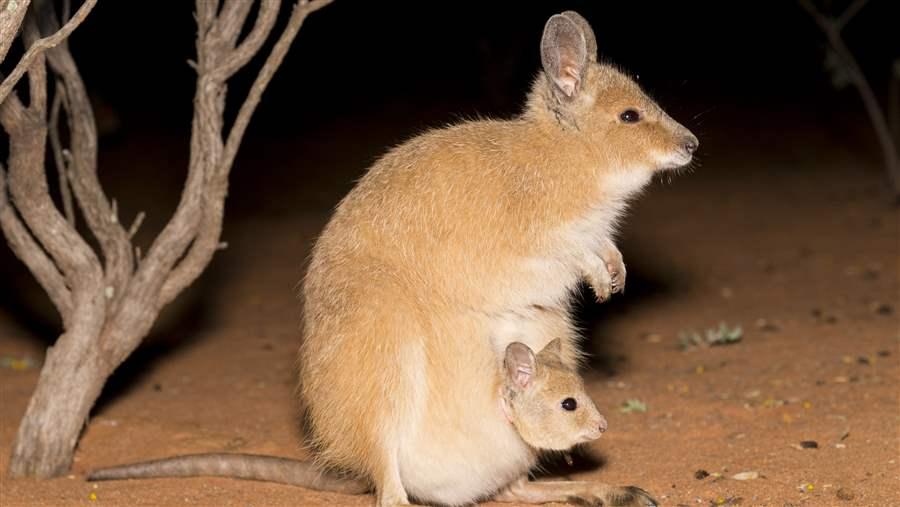 Endangered outback 1