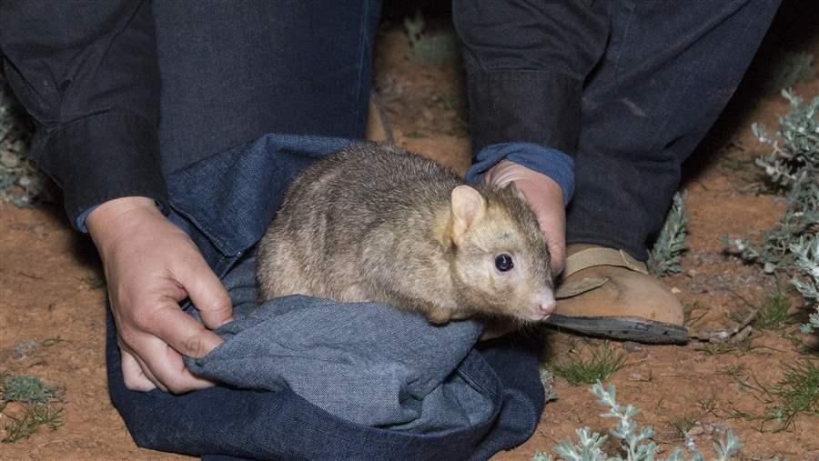 Endangered Outback 3