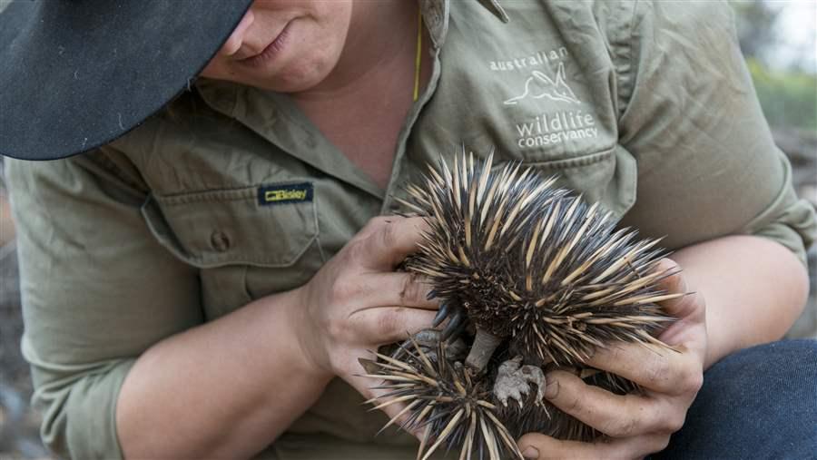 Endangered Outback 5