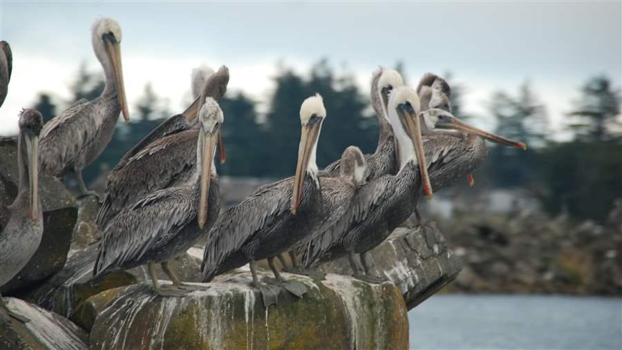 Forage fish protection