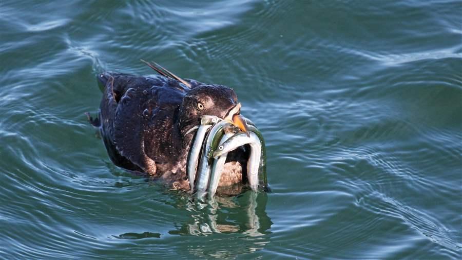 Forage fish protection